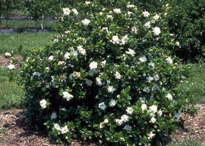 Plant photo of: Gardenia jasminoides