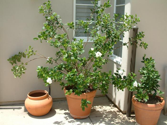 Plant photo of: Gardenia jasminoides