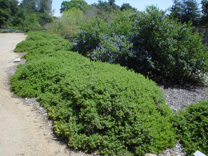 Plant photo of: Baccharis pilularis 'Twin Peaks #2'