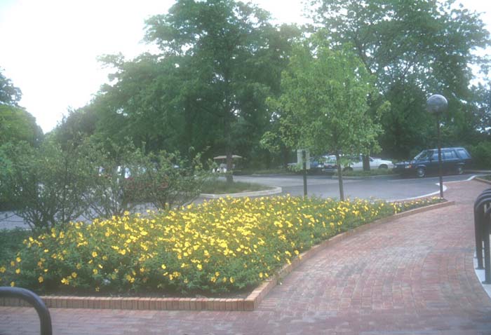 Plant photo of: Hypericum 'Hidcote'