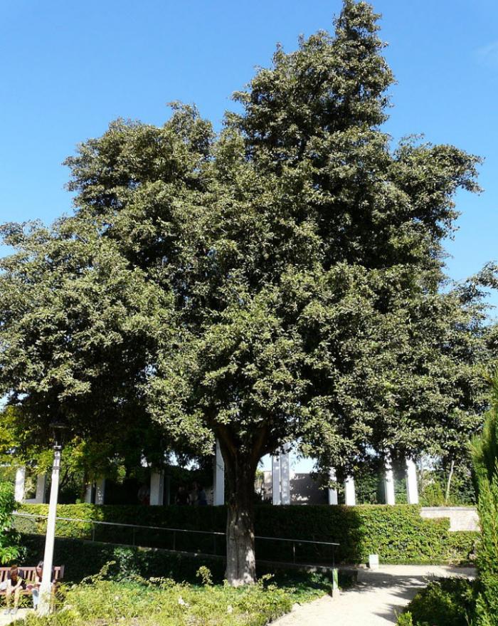 Primrose Tree, Cow Itch Tree