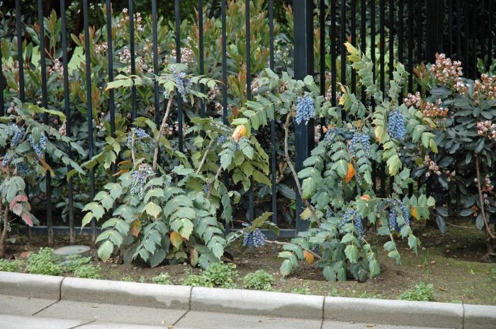 Chinese Holly or Holly Grape