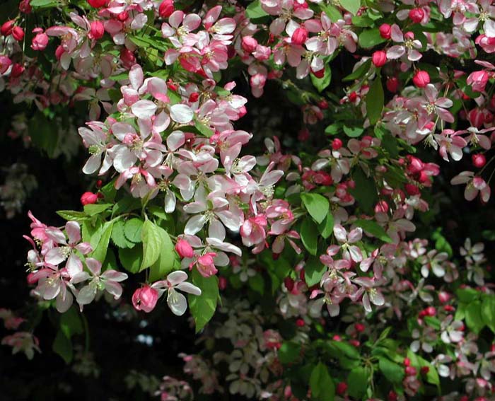 Plant photo of: Malus X arnoldiana