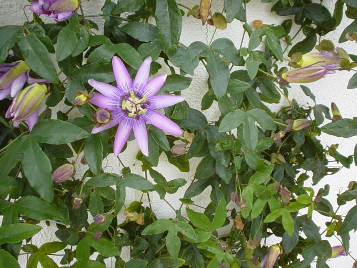 Passiflora edulis