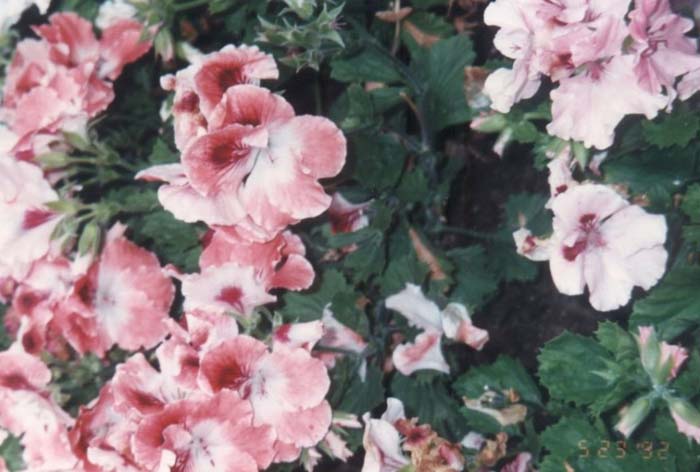 Martha Washington Geranium