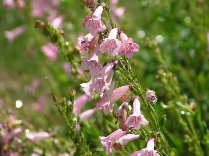 Penstemon hybrids  'Apple Blossom'