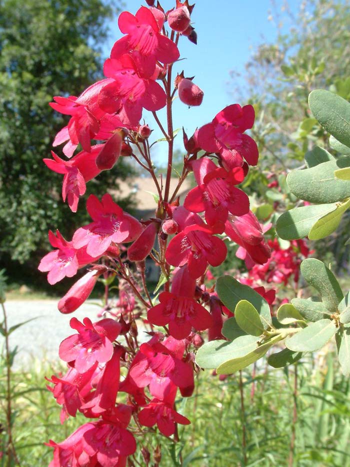 Plant photo of: Penstemon hybrids  'Ruby King'