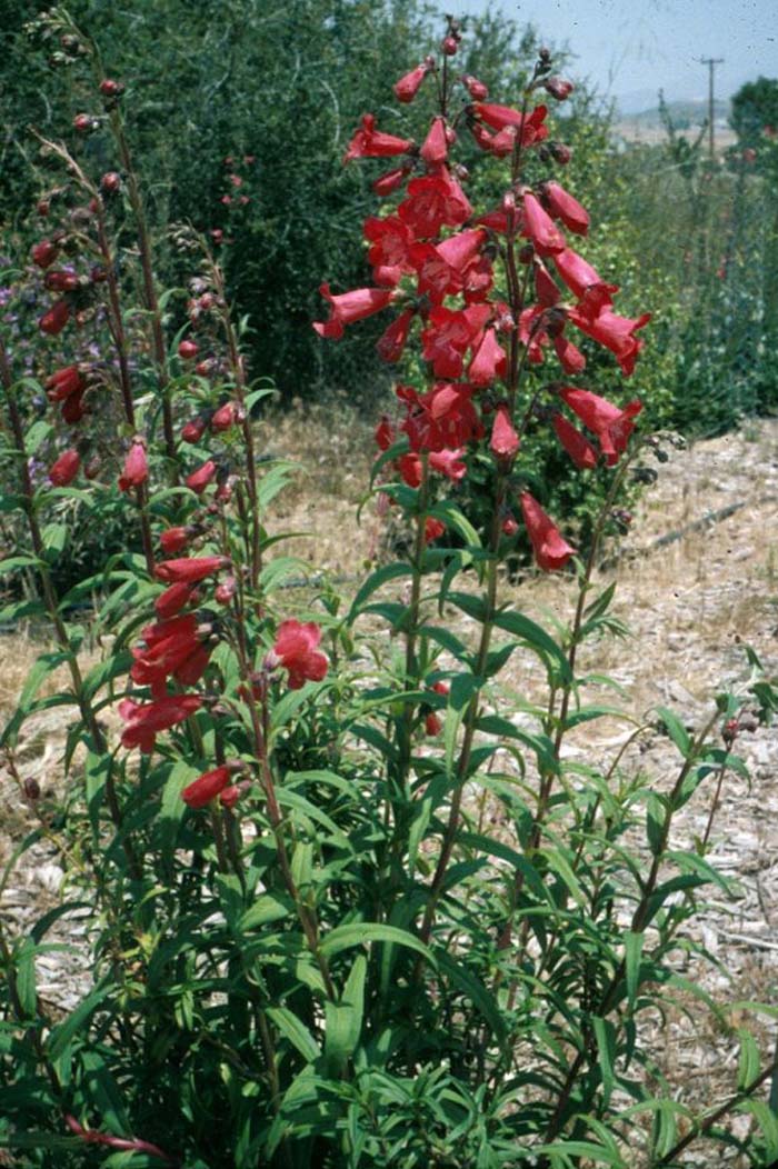 Plant photo of: Penstemon hybrids  'Firebird'