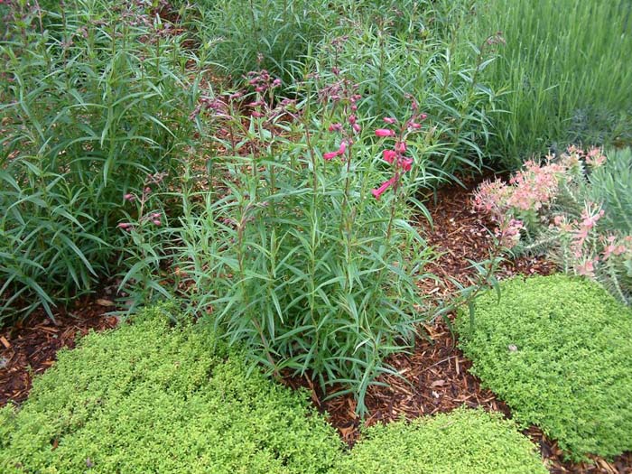 Plant photo of: Penstemon hybrids  'Garnet'