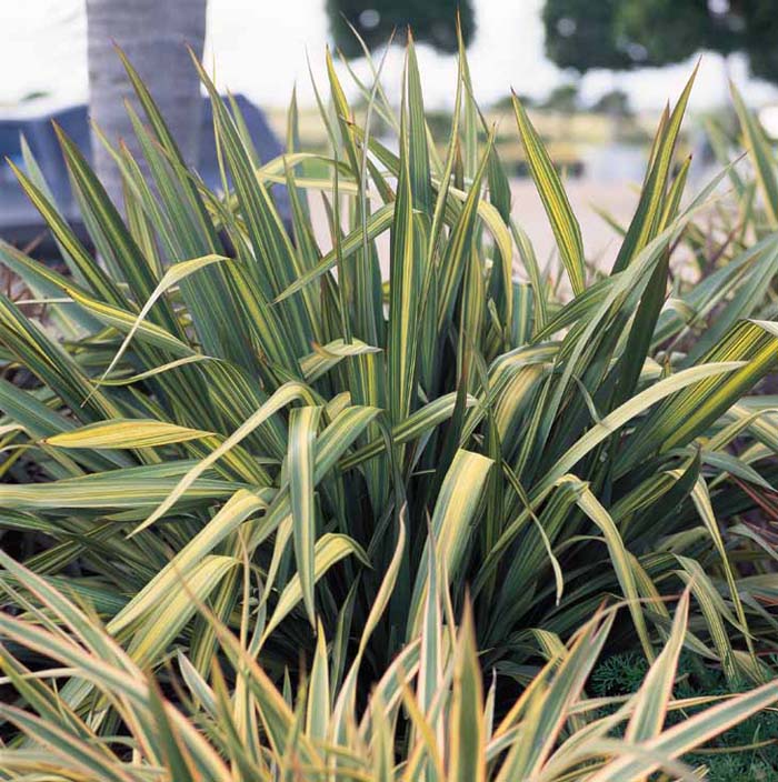 Plant photo of: Phormium 'Radiance'