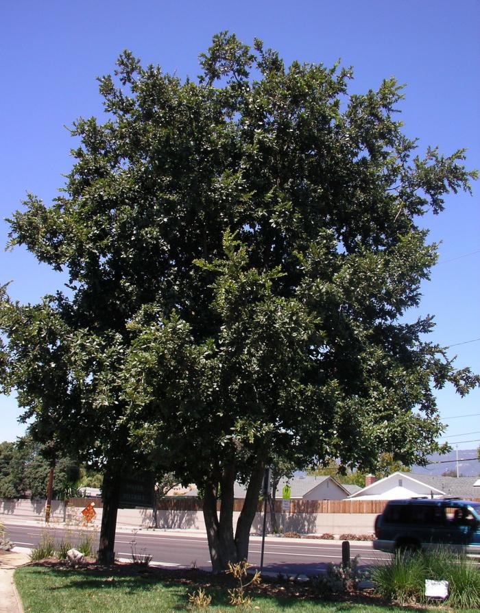 Quercus tomentella