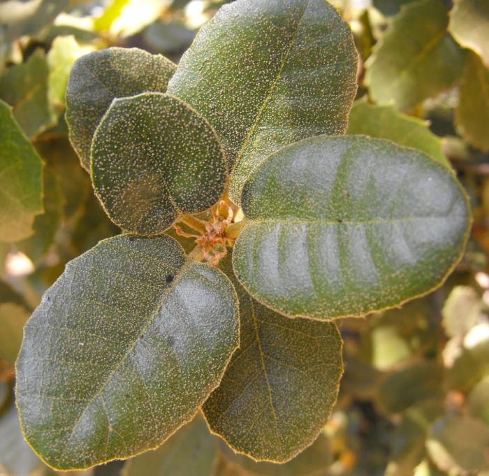 Plant photo of: Quercus tomentella
