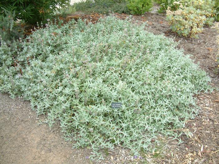 Plant photo of: Salvia leucophylla 'Point Sal Spreader'