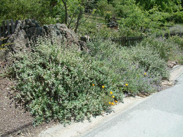 Plant photo of: Salvia leucophylla 'Point Sal Spreader'