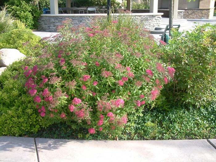 Spiraea japonica 'Anthony Waterer'