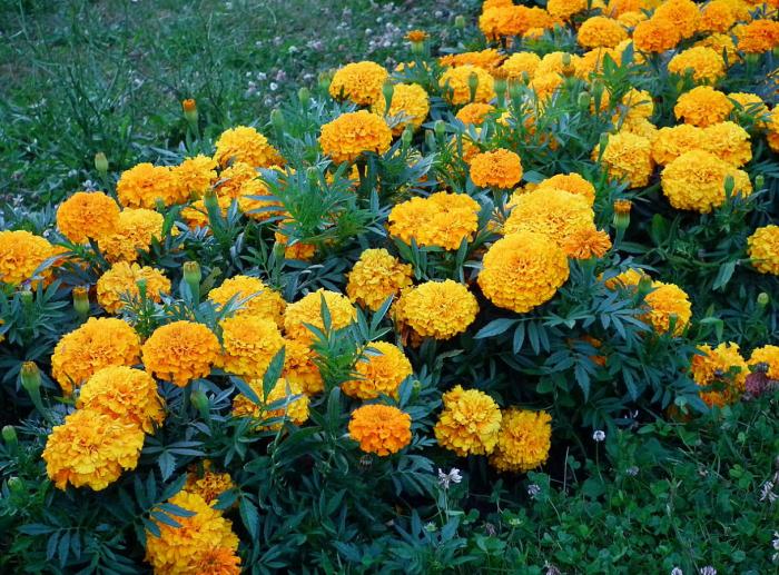 Tagetes erecta