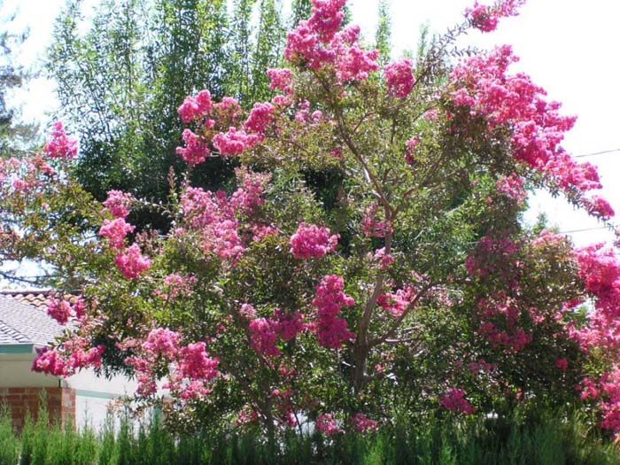 Crape Myrtle