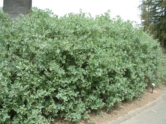 Atriplex lentiformis