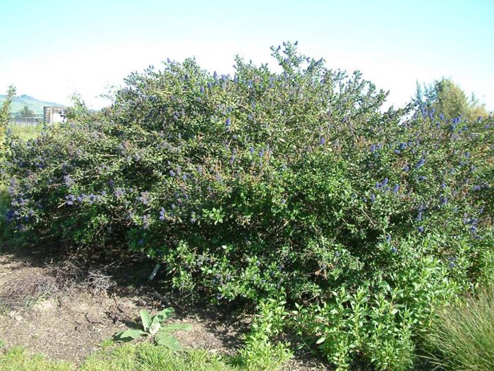 Plant photo of: Ceanothus gloriosus 'Anchor Bay'