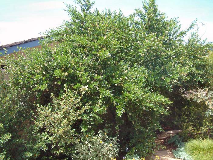 Plant photo of: Ceanothus thyrsiflorus 'Snow Flurry'