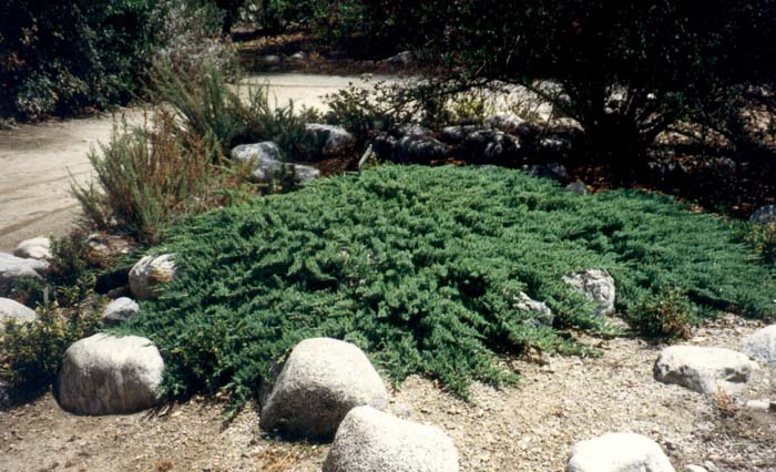 Common Juniper