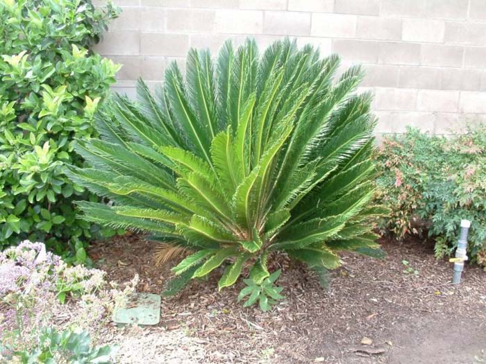 Cycas revoluta