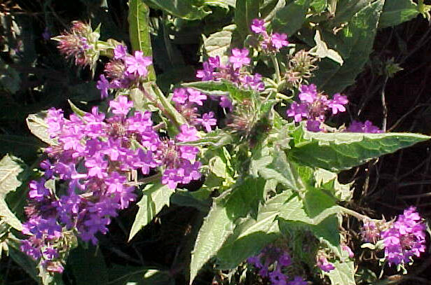 Prairie Verbena, Sandpaper V.