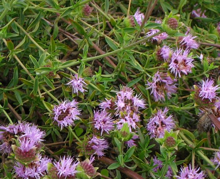 Plant photo of: Monardella odoratissima