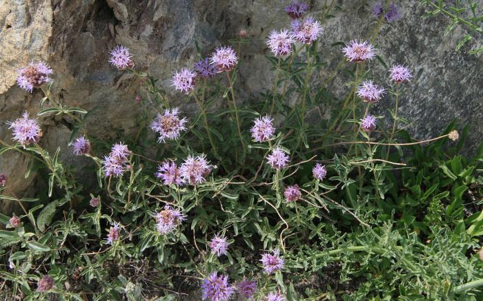 Plant photo of: Monardella odoratissima