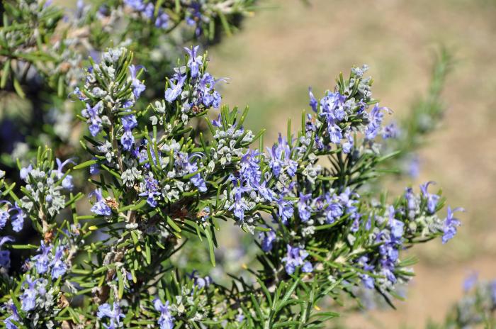 Plant photo of: Rosmarinus officinalis 'Barbeque'