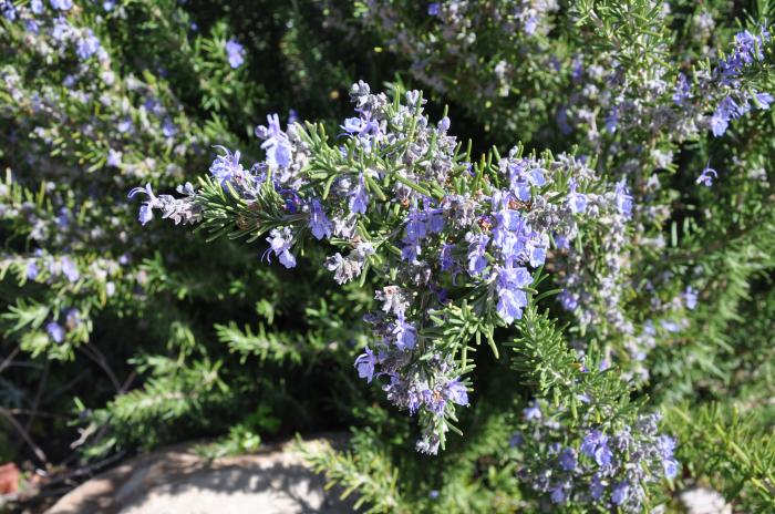 Plant photo of: Rosmarinus officinalis 'Barbeque'