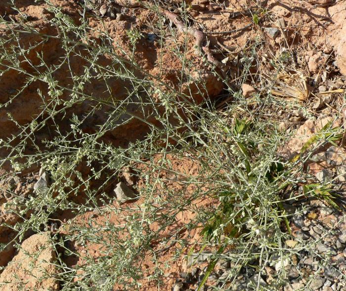 Plant photo of: Artemisia ludoviana