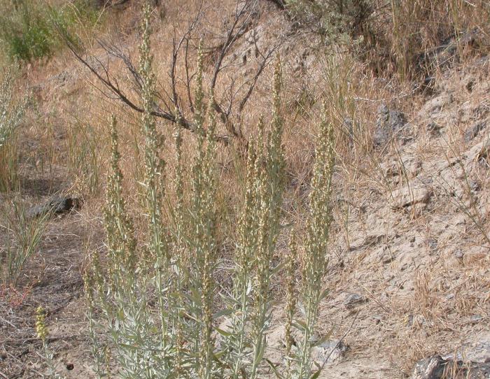 Plant photo of: Artemisia ludoviana