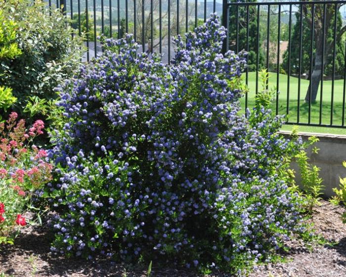 Ceanothus 'Dark Star'