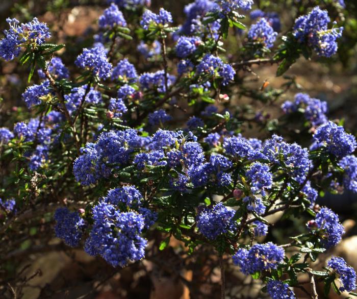 Plant photo of: Ceanothus 'Dark Star'