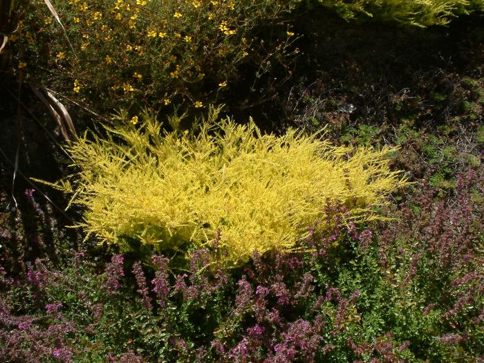 Plant photo of: Coleonema pulchellum 'Sunset Gold'