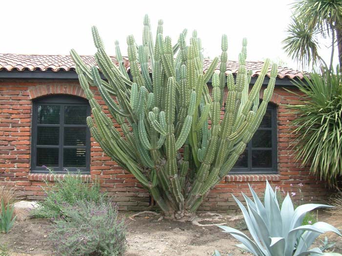 Plant photo of: Cereus hildmannianus