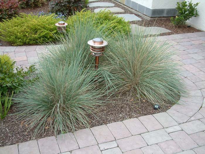 Rainbow Fescue