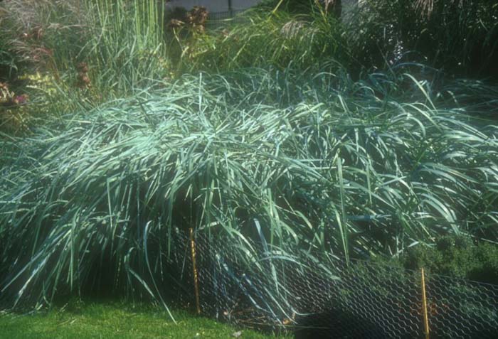 Plant photo of: Elymus glaucus