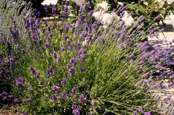 Plant photo of: Lavandula angustifolia 'Munstead'