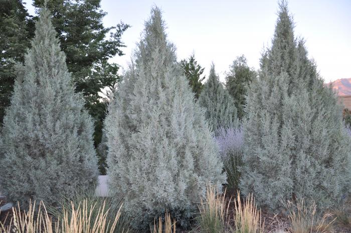 Plant photo of: Juniperus chinensis 'Blue Point'