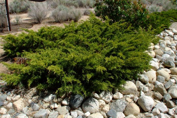 Juniperus sabina 'Arcadia'