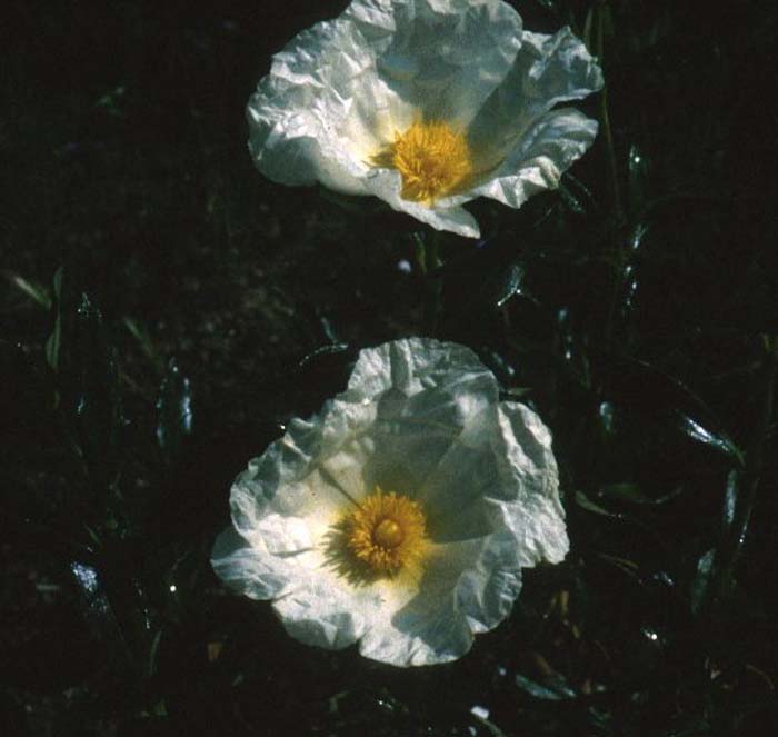 Plant photo of: Cistus palhinae