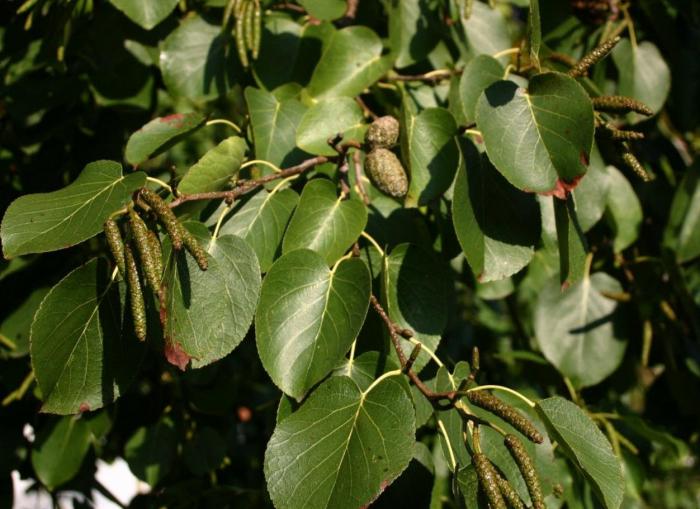 Plant photo of: Alnus cordata