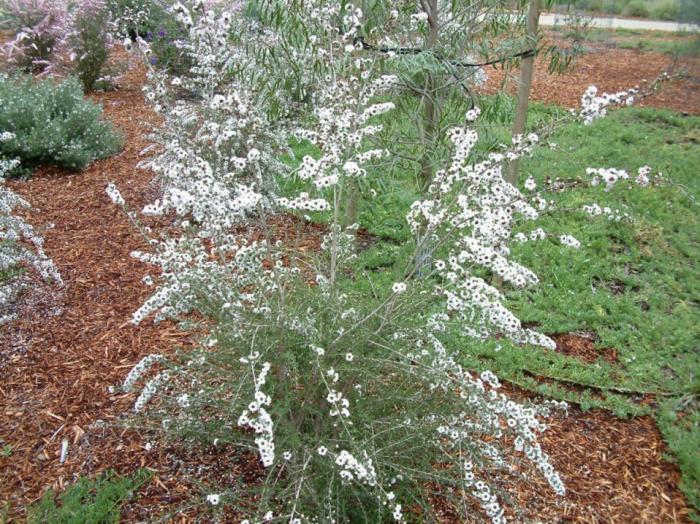 Plant photo of: Leptospermum scoparium 'Snow White'