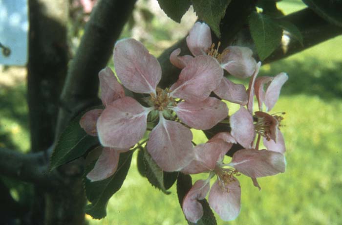 Malus 'Hopa'