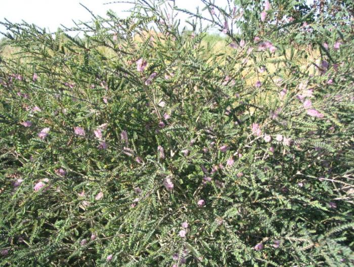 Plant photo of: Melaleuca decussata