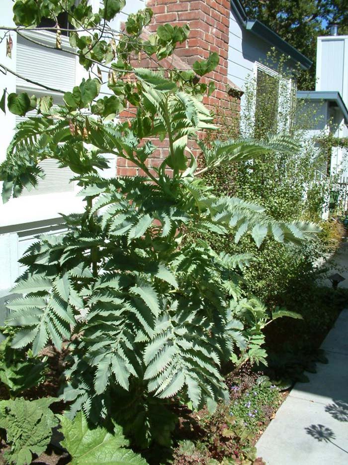 Melianthus major