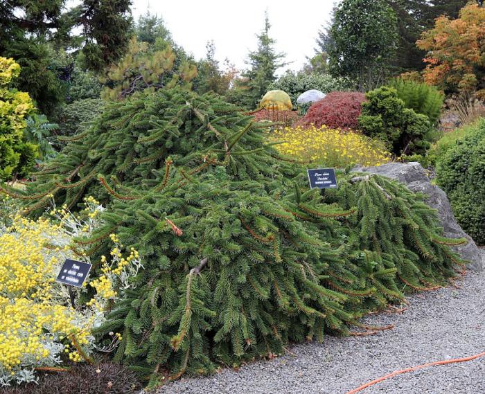 Picea abies 'Pendula'