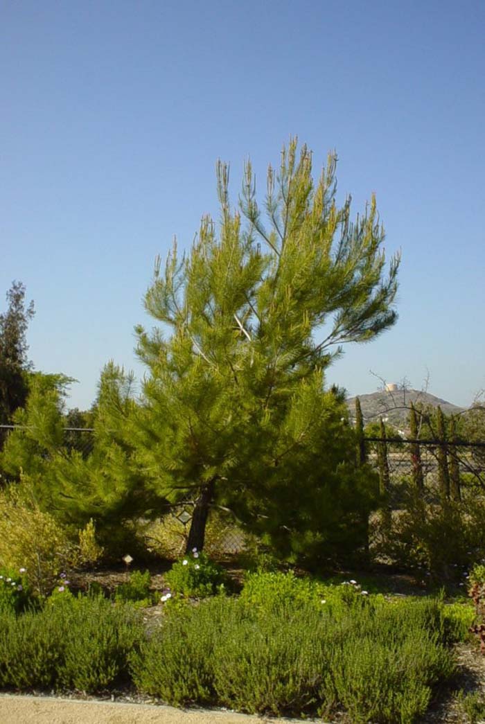 Pinus halepensis